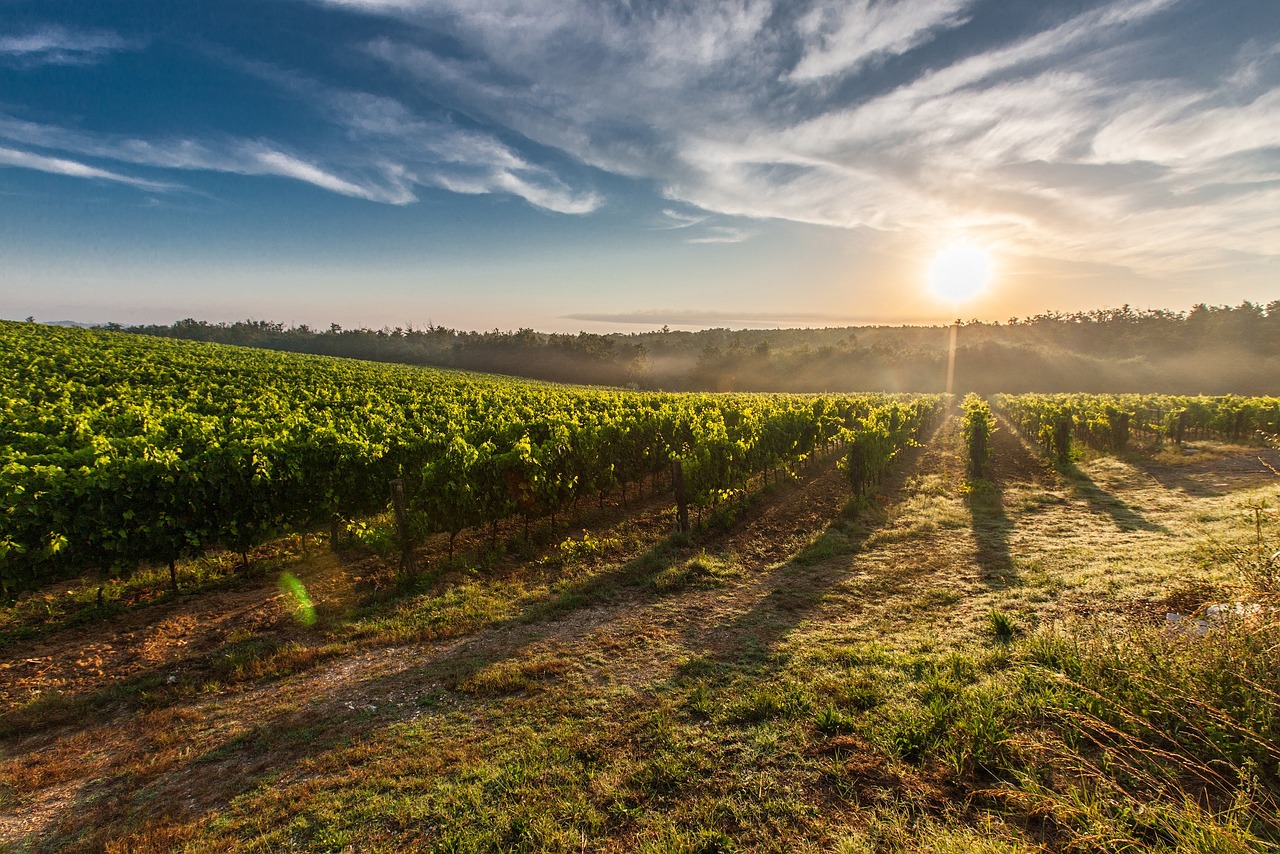 Vendanges